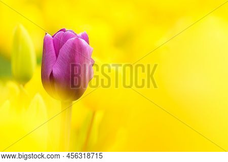 Beautiful Tulip Macro With A Red Bulbfield In The Background In Spring In Holland