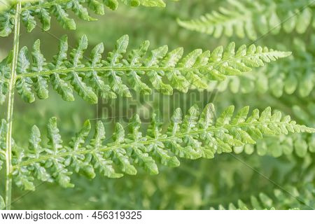 Fern Detail In The Fresh Shaded Forest