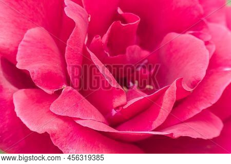 Petals Of A Pretty Rose Flower Very Close.
