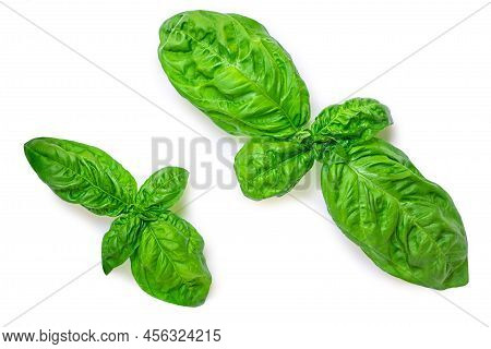 Basil Leaf Isolated On White Background. Basil Leaves  Basic Ingredient For Pesto Sauce. Top View. F