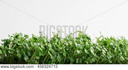 Horizontal Row Of Wet Green Arugula Sprouts One Week After Sowing Seeds In A Nutrient Medium. Germin
