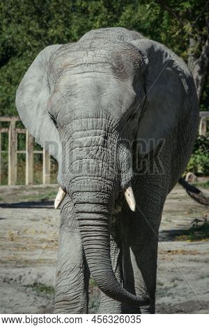 African Elphant On Enclosure Is Walking Around In Front Of Camera
