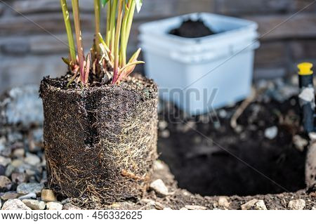 Transplanting A Root Bound Potted Plant To A Newly Dug Hole In Rocked Boarder Near A House.