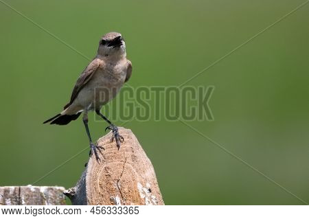 Isabelline Wheatear Or Oenanthe Isabellina In Wild