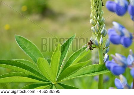 Bee Feeding From Pollen On Purple Lupins. Bee With Bright Orange Pollen Sacs Gathering Nectar To Mak