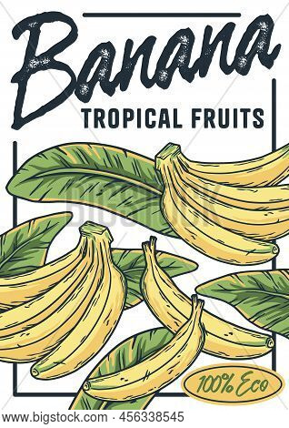 Banana Poster. Summer Exoic Fruit And Flowers With Tropical Leaves Design