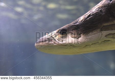 Arapaima Fish In Aquarium Close Up In Vietnam