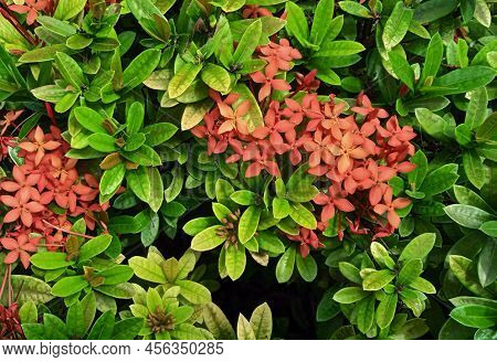 Beautiful Natural Green Leaves And Red Flower Of Santan Flower. Ixora Coccinea Plant. Nature Backgro
