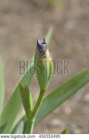 Intermediate Bearded Iris Bering Sea Flower Bud