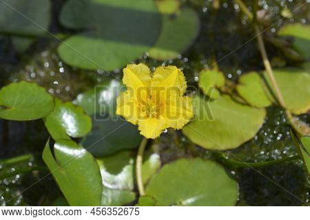 Yellow Floating Heart Flower In The Spring