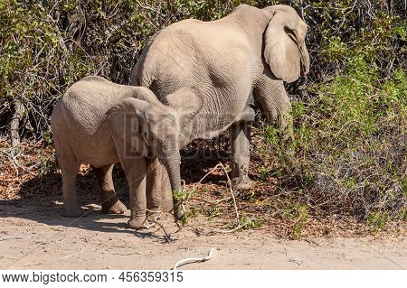 Closeup Of Two African Desert Elephant - Loxodonta Africana- Wandering In The Desert In North Wester