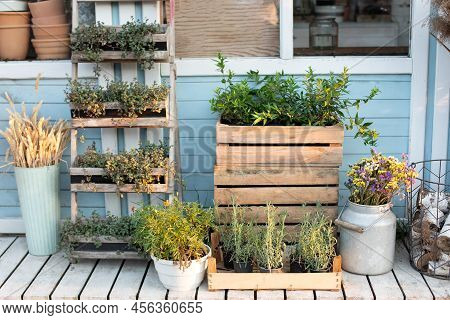 Green Plants, Dried Spikelets, Flowers And Pampas Grass In Backyard Home In Summer. Spicy Herbs In P