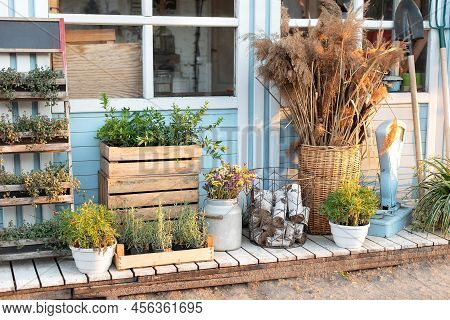 Green Plants, Dried Spikelets, Flowers And Pampas Grass In Backyard Home In Summer. Spicy Herbs In P