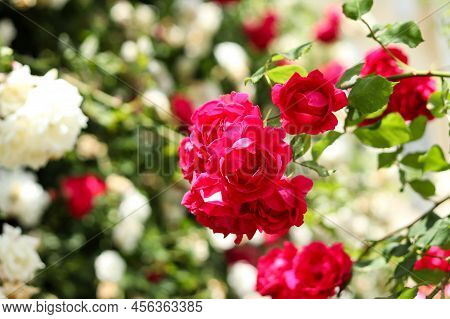 Beautiful White And Red Roses Bushes In The Garden. Selective Focus. Floral Background. Summer Time.