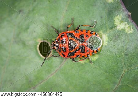 A Black Red Cabbage Bug (eurydema Ventralis) Sitting On A Leaf, Sunny Day In Springtime, Vienna (aus