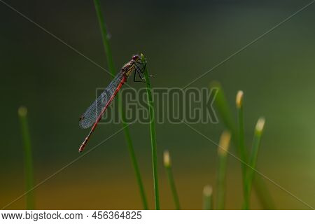 A Large Red Damselfly (pyrrhosoma Nymphula) Resting On A Grass, Sunny Day In Summer, Vienna (austria