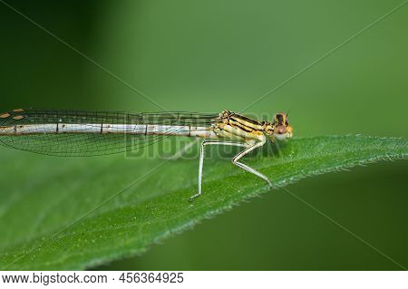 A Common Winter Damselfly (sympecma Fusca) Resting On A Leaf, Springtime, Vienna (austria)