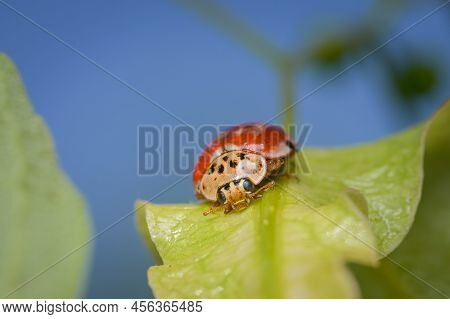 A Four Spot Lady Beetle (harmonia Quadripunctata) Sitting On A Green Leaf, Sunny Day In Springtime, 