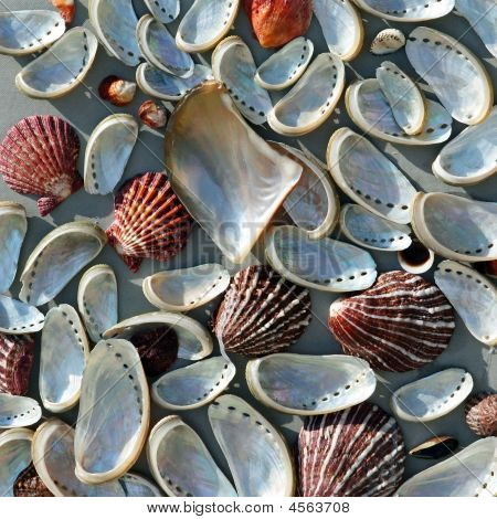 abstract Background with Muscheln