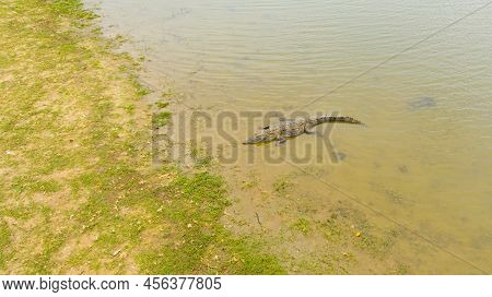 Crocodiles In A Lake In Sri Lanka. Panama Wewa, Arugam Bay.