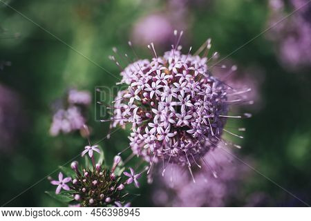 Phuopsis Stylosa Purple Flower Blooming In Summer. Close Up. Selective Focus. Shallow Depth Of Field