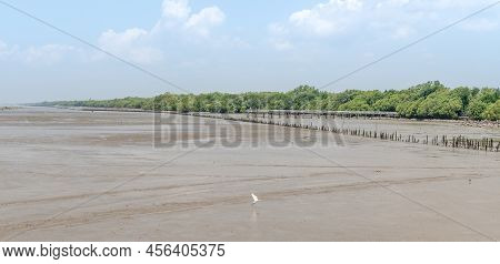 The Seagulls Flying Over Sea And Mangroove Forest In Sunny Day At Samut Sakorn, Thailand.