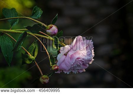 Peony Flower Paeonia Suffruticosa, Tree Peony, Mudan Flower Just Before Blossoming