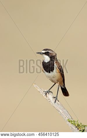 A Capped Wheatear (oenanthe Pileata) Perched On A Branch, South Africa