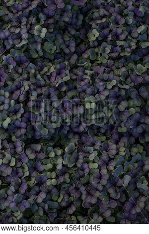 Purple And Green Colored Sprouted Kale Microgreens Closeup Top View On Farmers Market