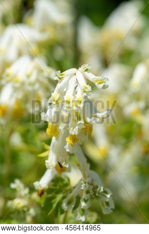 Pale Corydalis (pseudofumaria Alba) Flowers