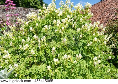 Pale Corydalis (pseudofumaria Alba) Flowers