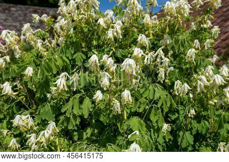 Pale Corydalis (pseudofumaria Alba) Flowers