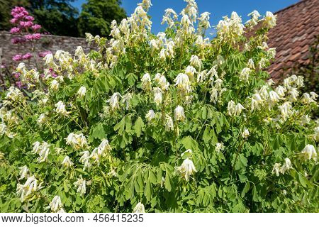 Pale Corydalis (pseudofumaria Alba) Flowers