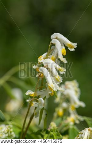 Pale Corydalis (pseudofumaria Alba) Flowers