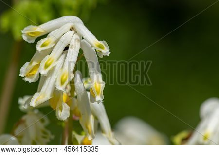 Pale Corydalis (pseudofumaria Alba) Flowers
