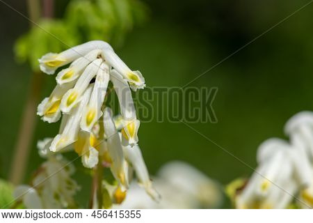 Pale Corydalis (pseudofumaria Alba) Flowers