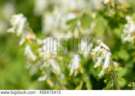 Close Up Of Pale Corydalis (pseudofumaria Alba) Flowers In Bloom