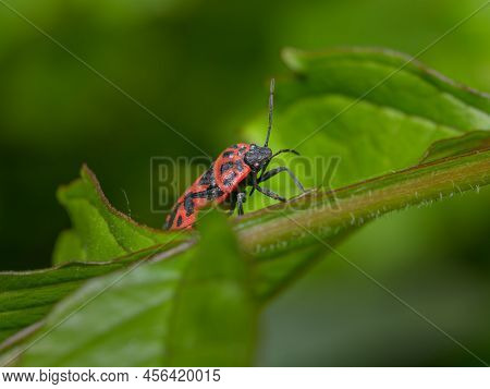 A Black Red Cabbage Bug (eurydema Ventralis) Sitting On A Leaf, Sunny Day In Springtime, Vienna (aus