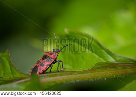 A Black Red Cabbage Bug (eurydema Ventralis) Sitting On A Leaf, Sunny Day In Springtime, Vienna (aus