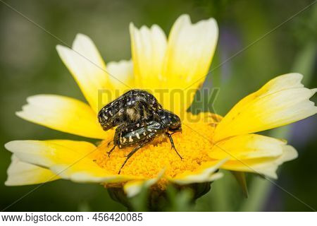 Two Mating White Spotted Rose Beetle (oxythyrea Funesta, Cetoniidae) Sitting On A Yellow Flower