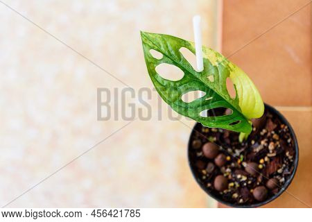 Close Up To Monstera Adansonii Aurea Variegated Giant