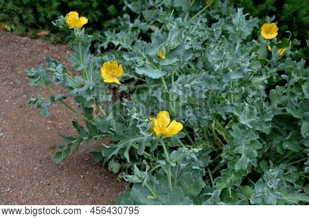 Yellow Poppies With Prickly Leaves Grow By The Road