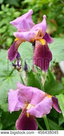 Flower Purple Bearded Iris Or Iris Germanica (latin Iris Germanica) After Rain