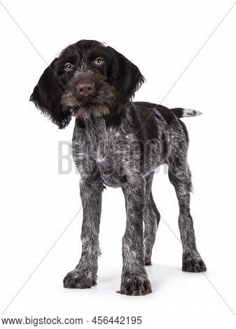 Young Brown And White German Wirehaired Pointer Dog Pup, Standing Facing Front. Looking Straight To 
