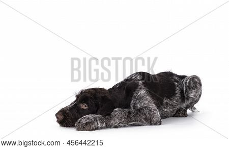 Young Brown And White German Wirehaired Pointer Dog Pup, Laying Head Down Side Ways. Looking Straigh