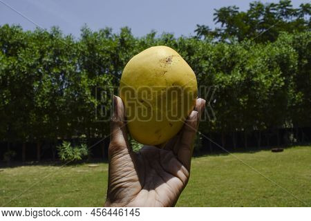 Female Holding Tasty Indian Mangoes. Badami Mango Fruit Sweet In Taste Also Known As Karnataka Alpho