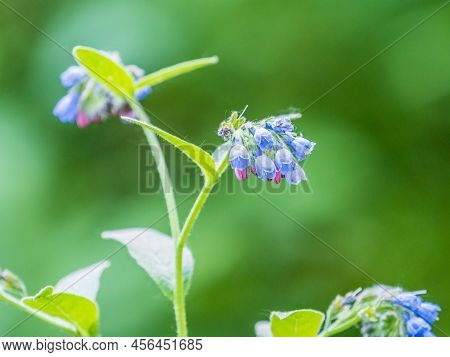 Beautiful Blue Flowers Of Symphytum Caucasicum, Also Known As The Beinwell, Blue Comfrey, Or Caucasi