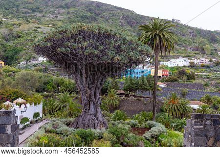 Millenary Drago Tree At Icod De Los Vinos On Canary Island Tenerife