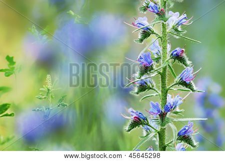 Fiori di campo