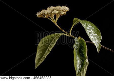 Macro Detail Of The Branch Of A Viburnum Plicatum With Flower Isolated On Black Background